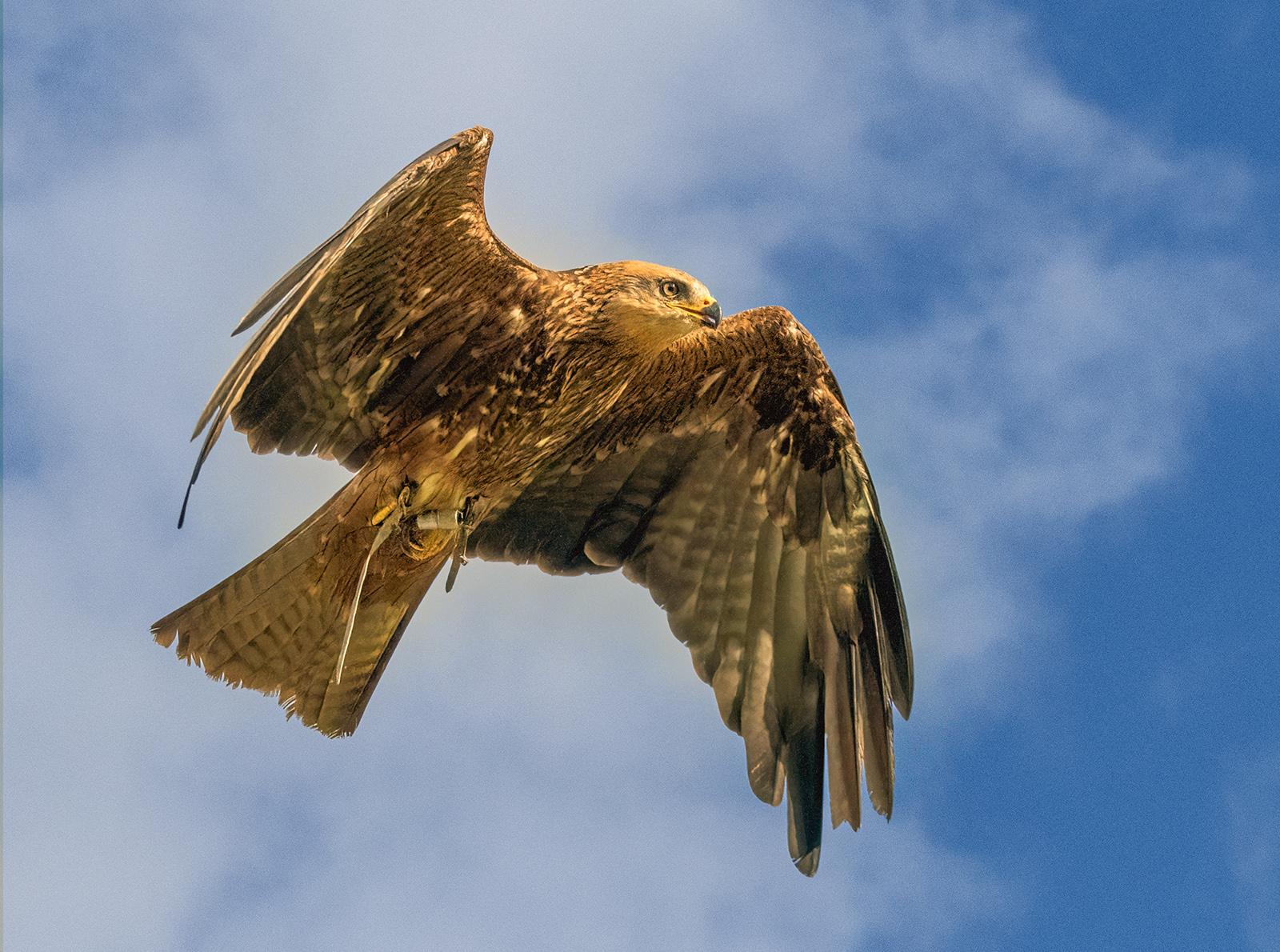 Kite In Flight by Stuart Cahill