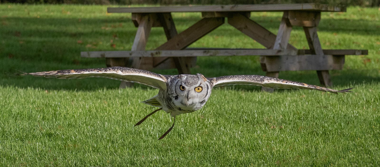 Owl Incoming by Stuart Cahill