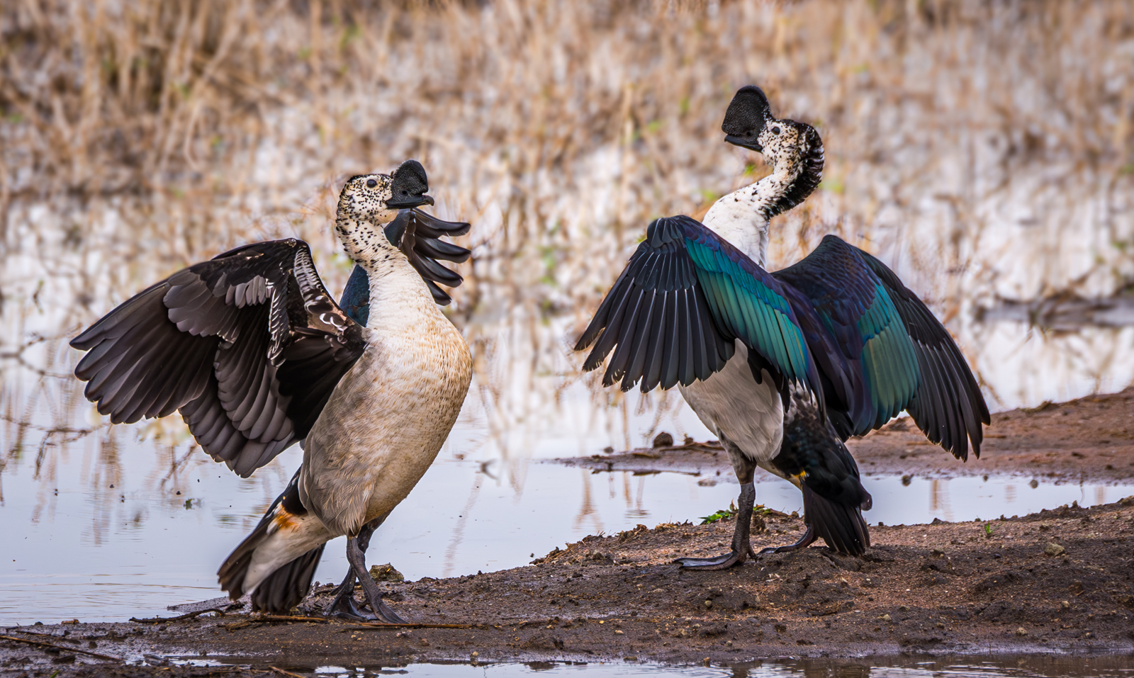 Stand Off Between Male Knob Billed Ducks by Mary Kirkby