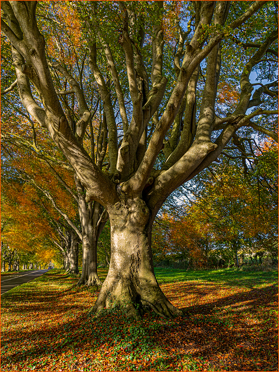 Beech Drive by Sheila Giles