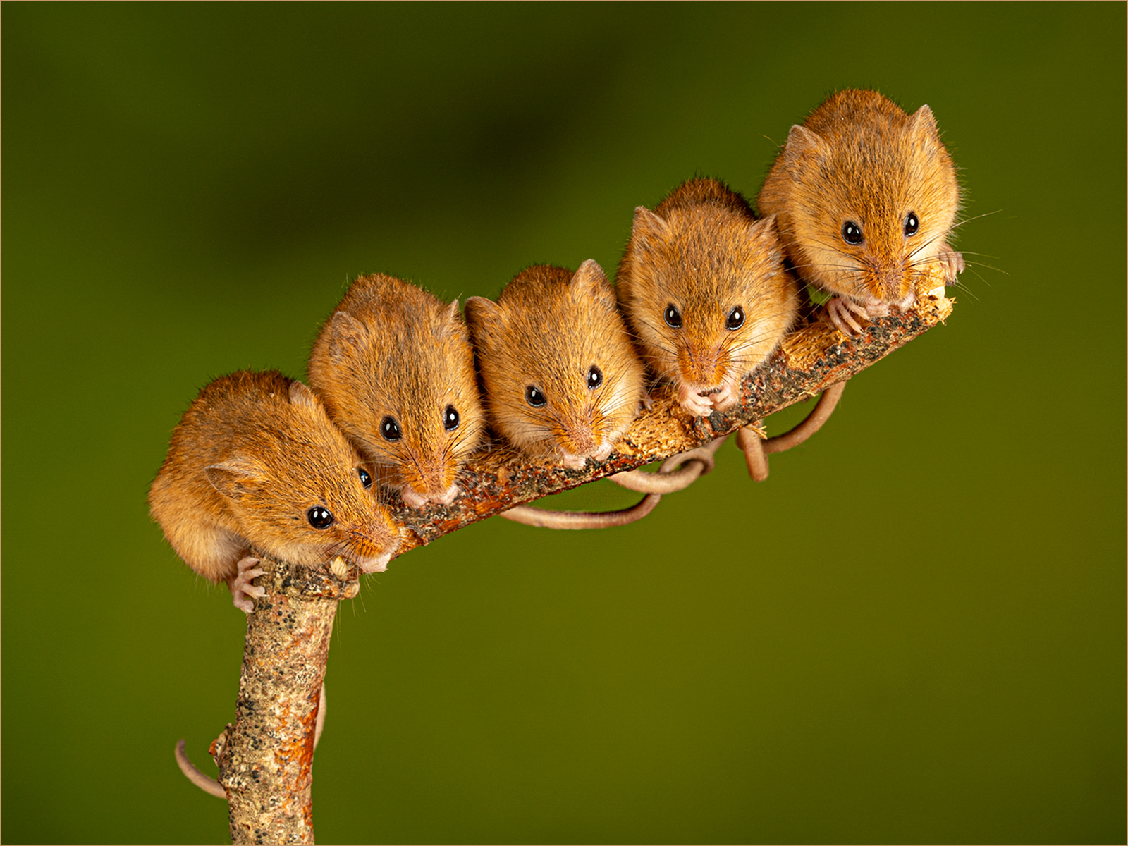 Hanging On Together by Sheila Giles