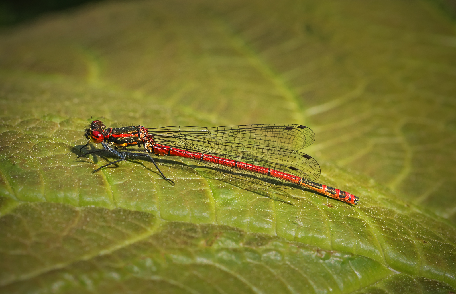 Large Red Damselfly by Simon Ray