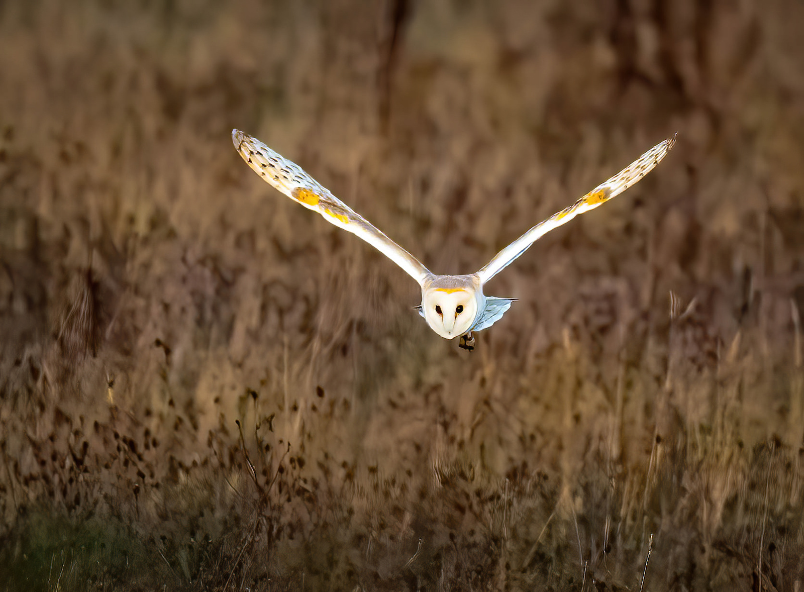 Owl Hunting by Alex Early