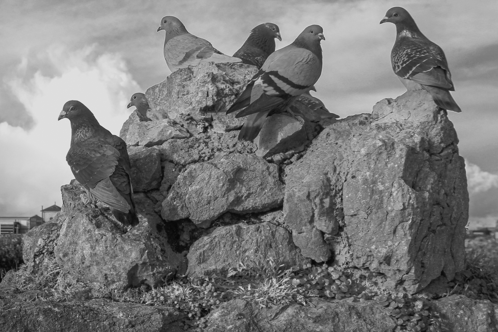 Birds Of A Feather Flock Together by Susan Wood