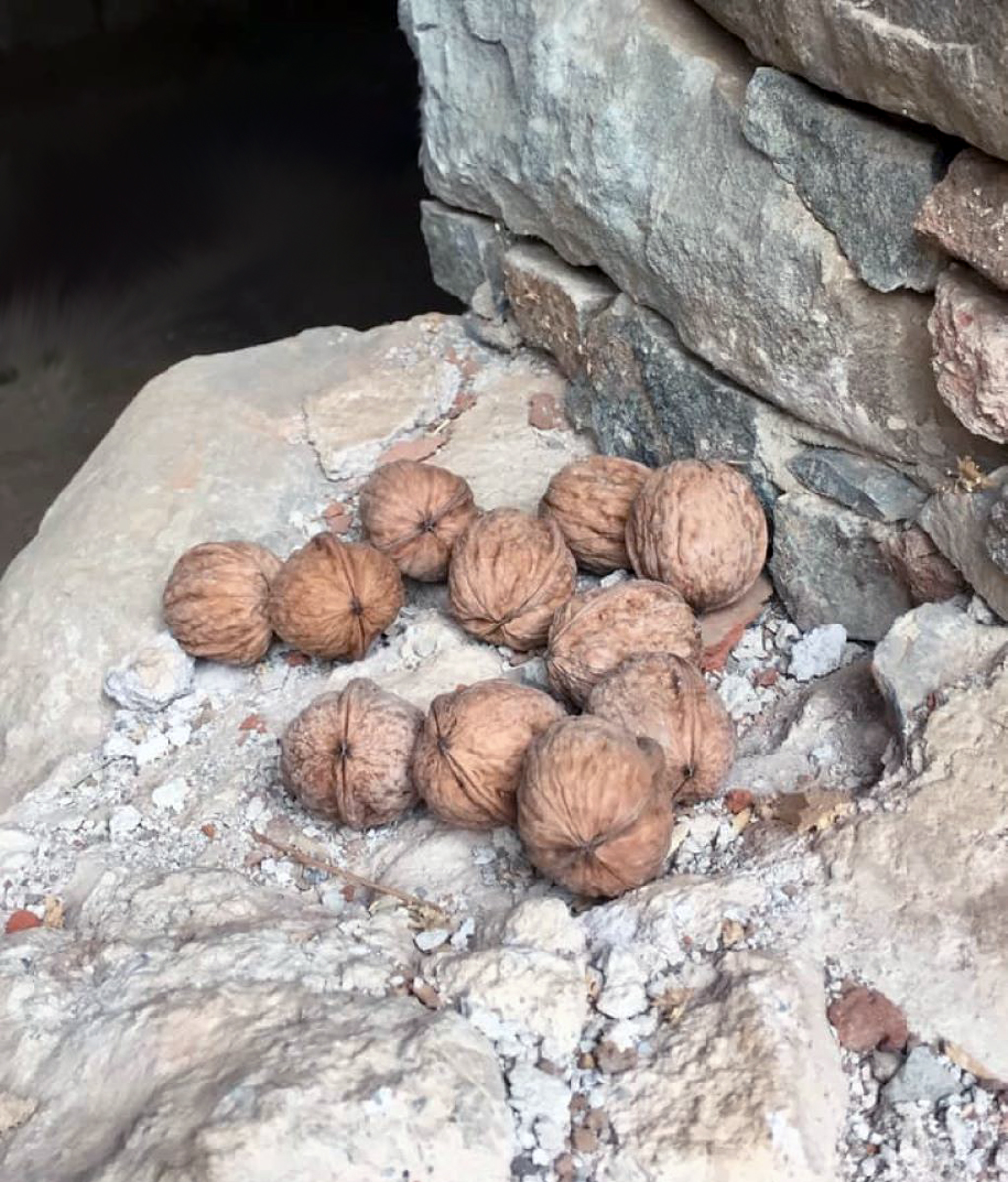 Walnuts In Old Cyprus Village by Anne Young