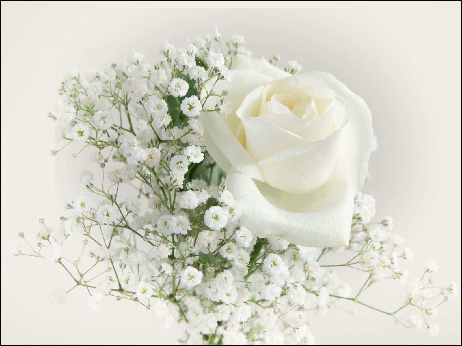 Bridal Rose by Joy Swarbrick
