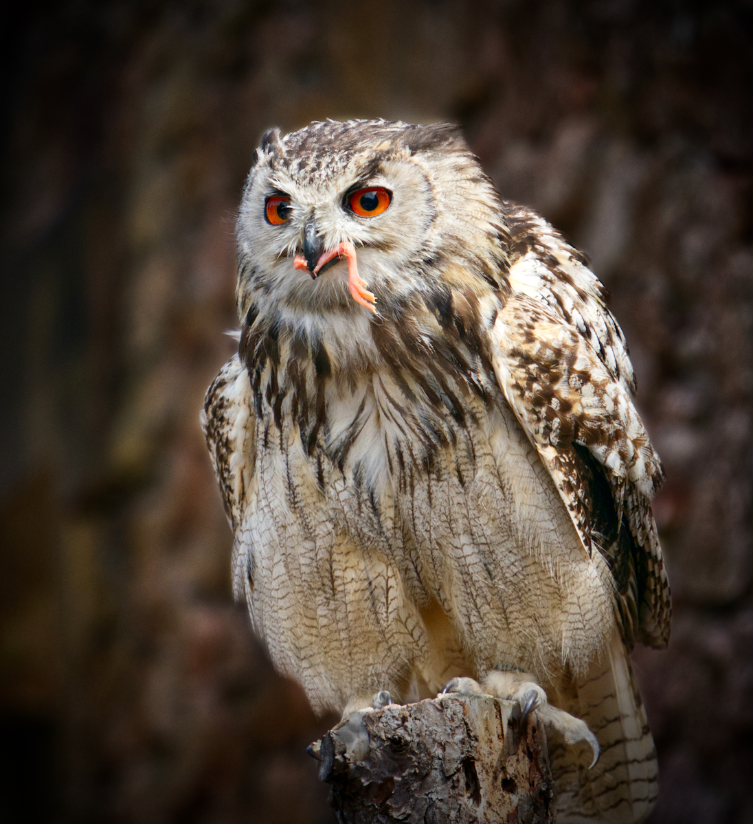 Beak And Claw by Chris Taylor