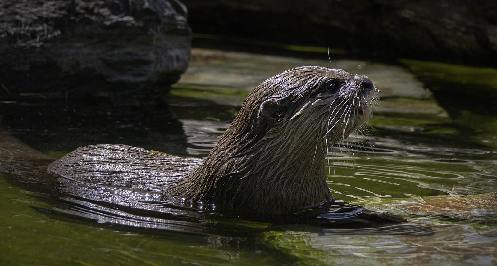 Otter Swimming by Andy Ogilvie