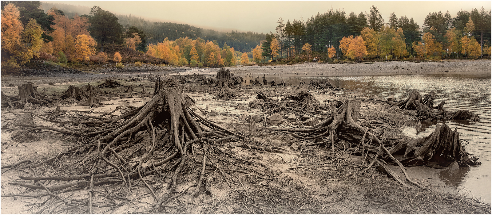 Old And New Forests - Glen Affric by Mike Williamson