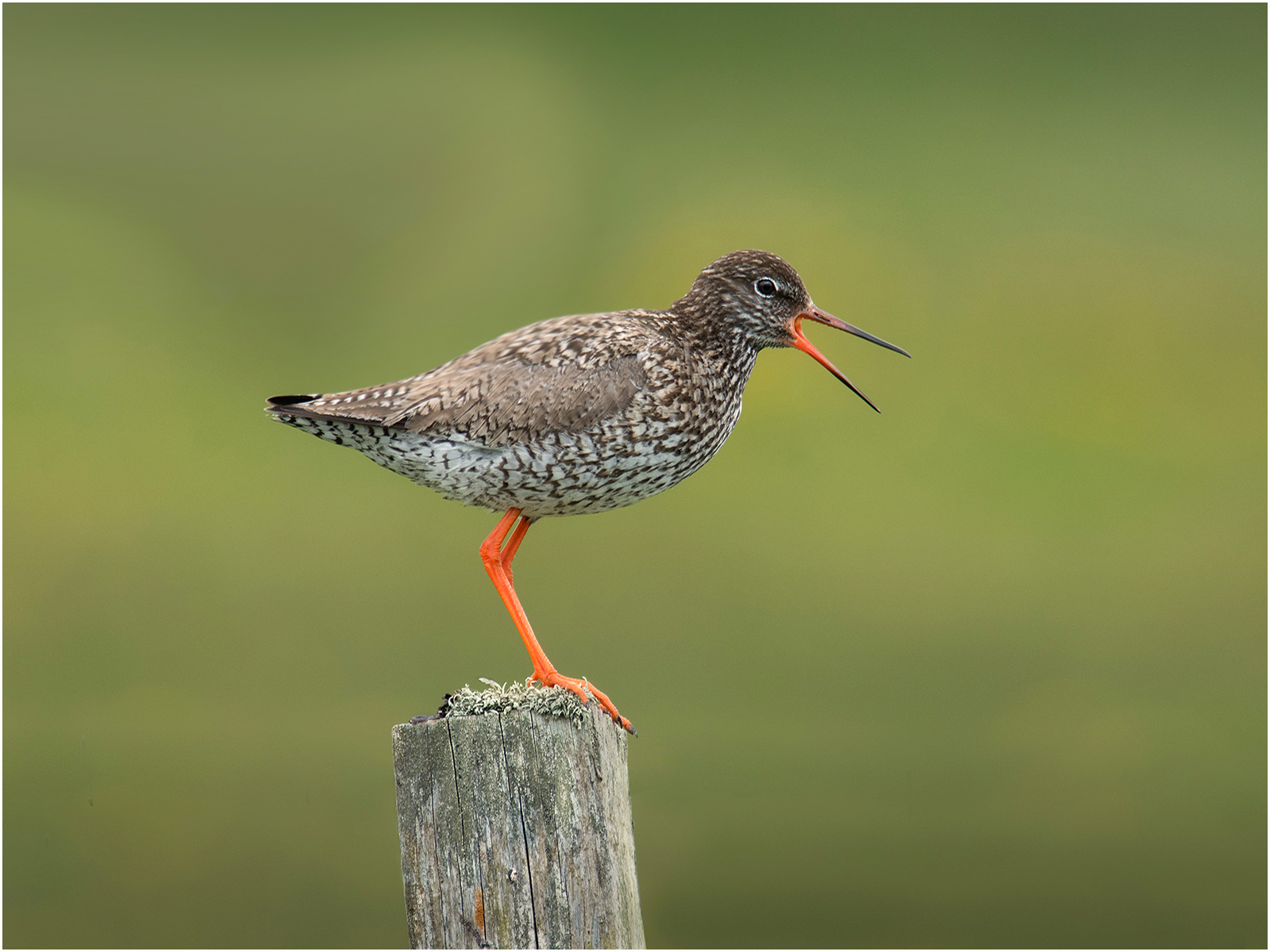 Redshank Warning Call