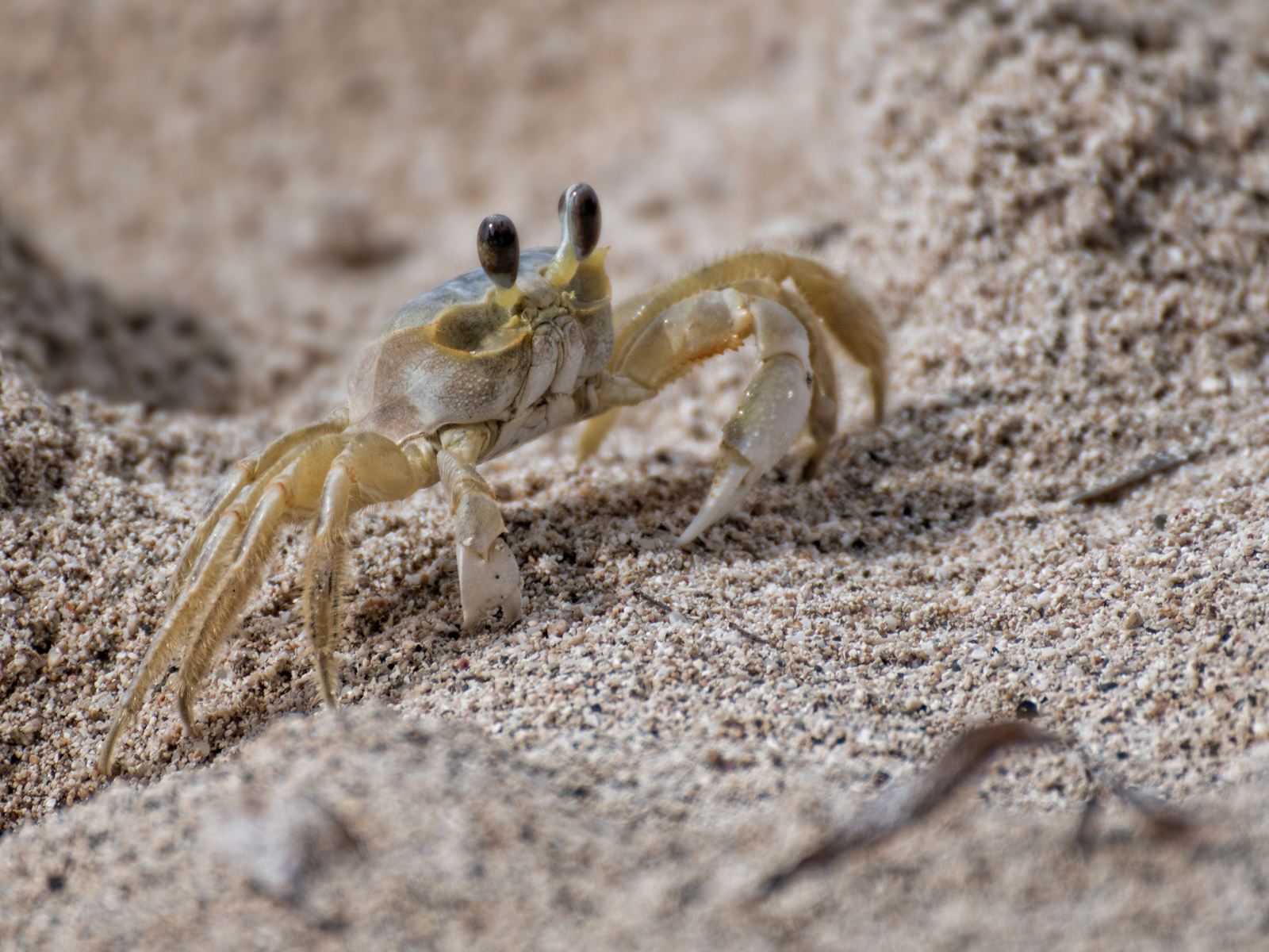 Blue Sandcrab by Tim Amphlett