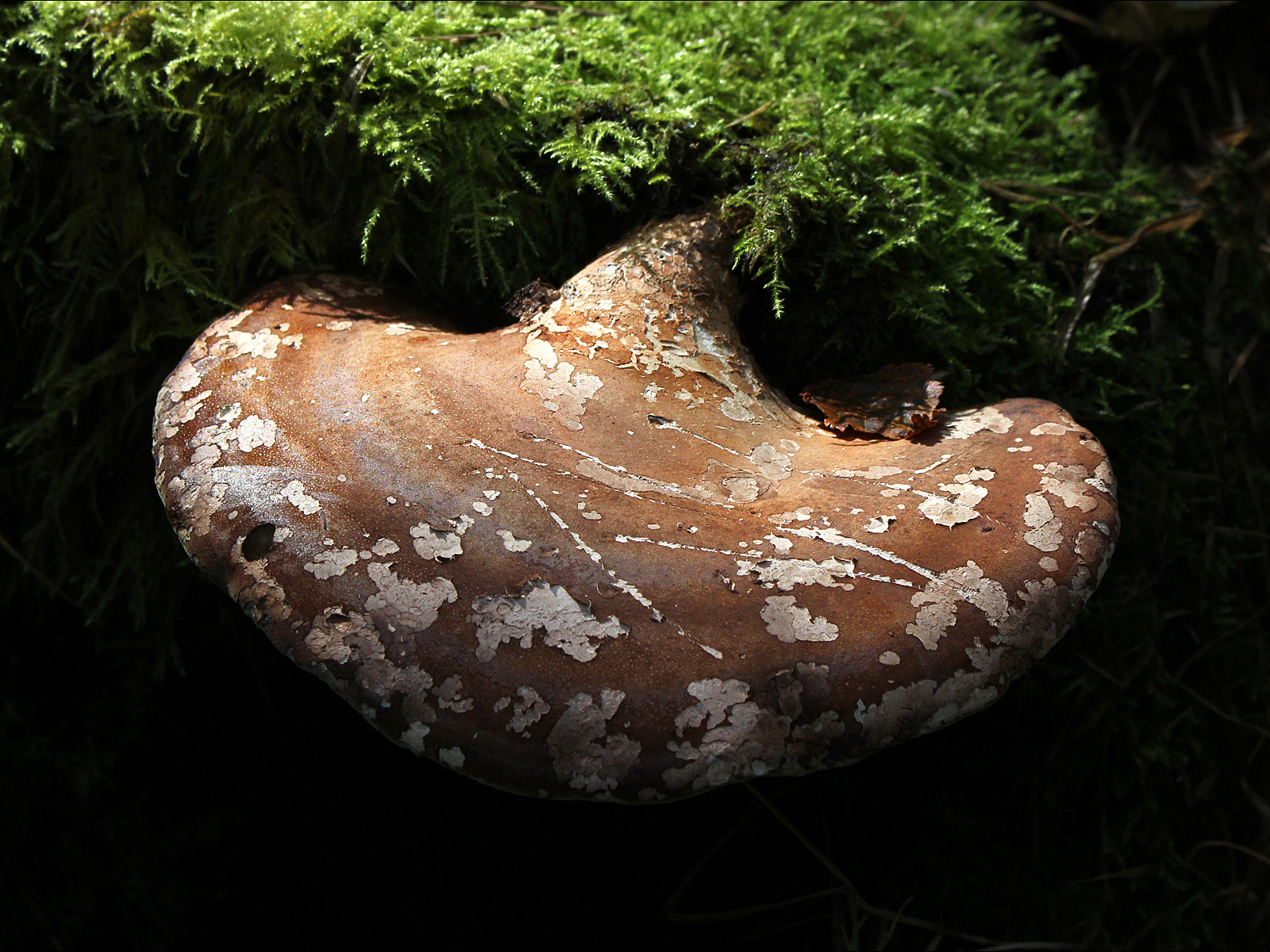 Birch Polypore by Mary Woodland