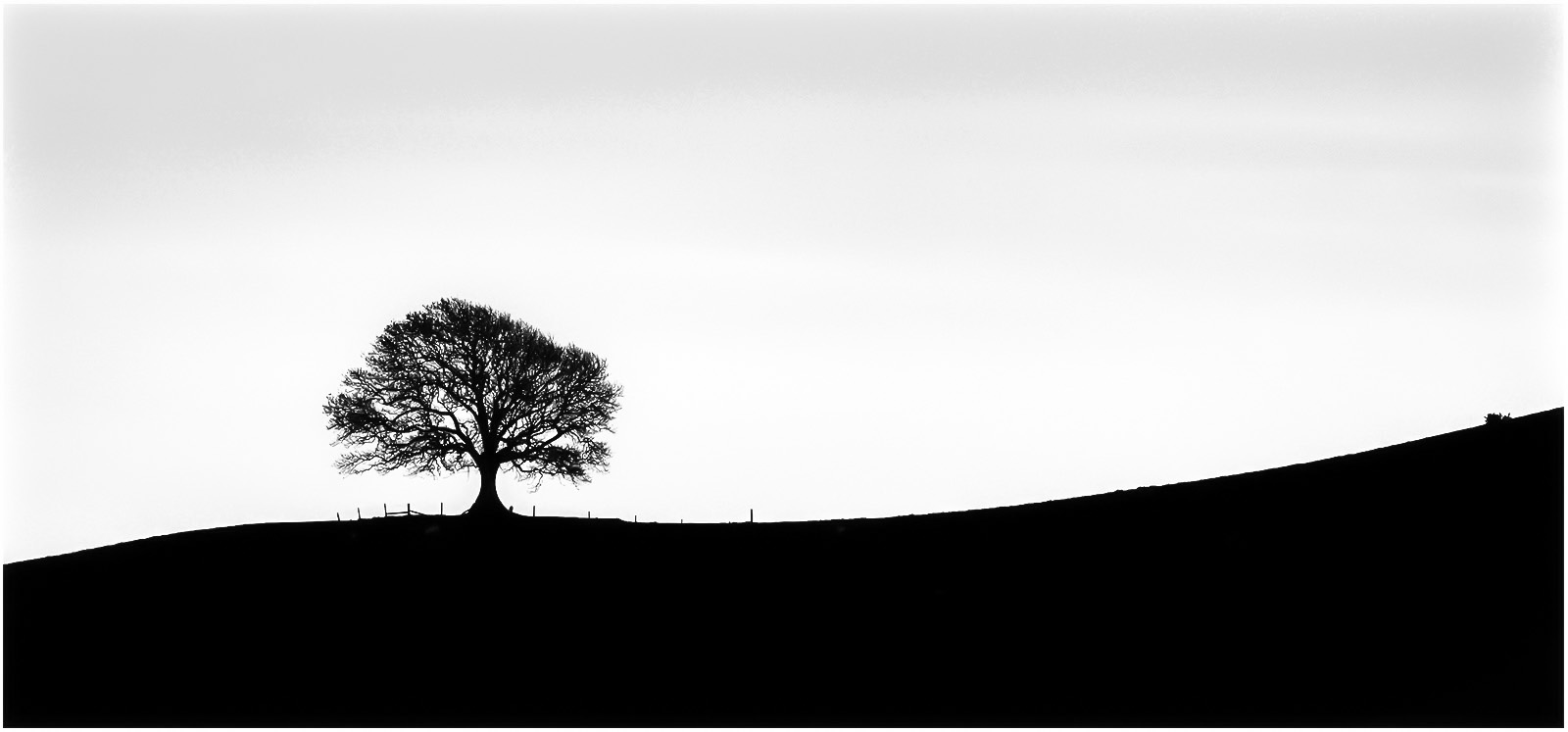 A Tree In Dorset by Peter Parnell