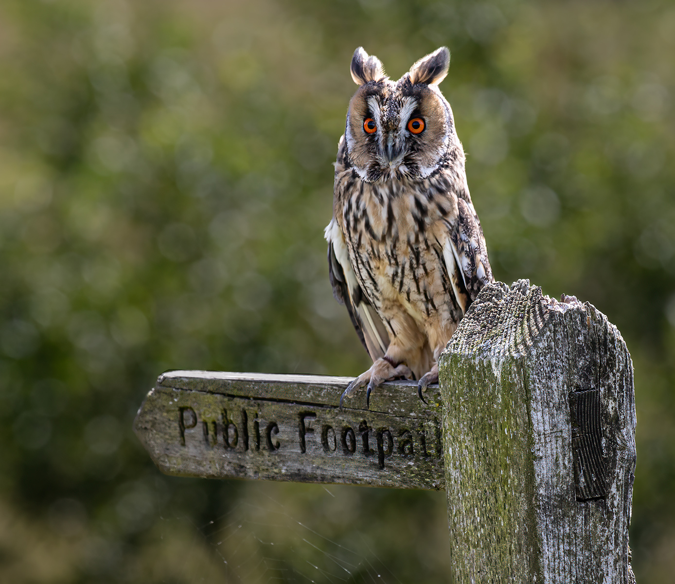 Long Eared Owl by Mike Halstead