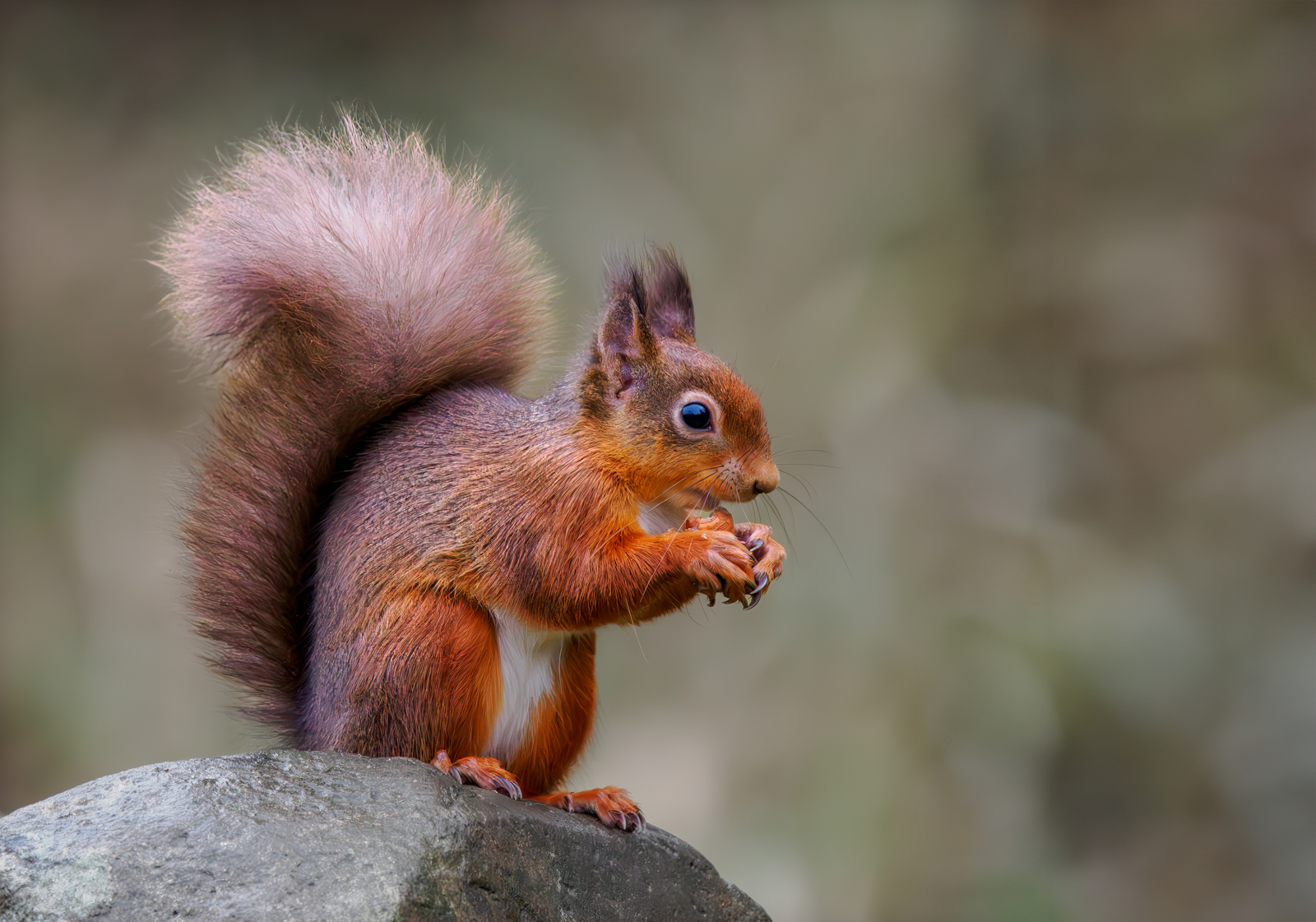 Red Squirrel by Bill Breckenridge