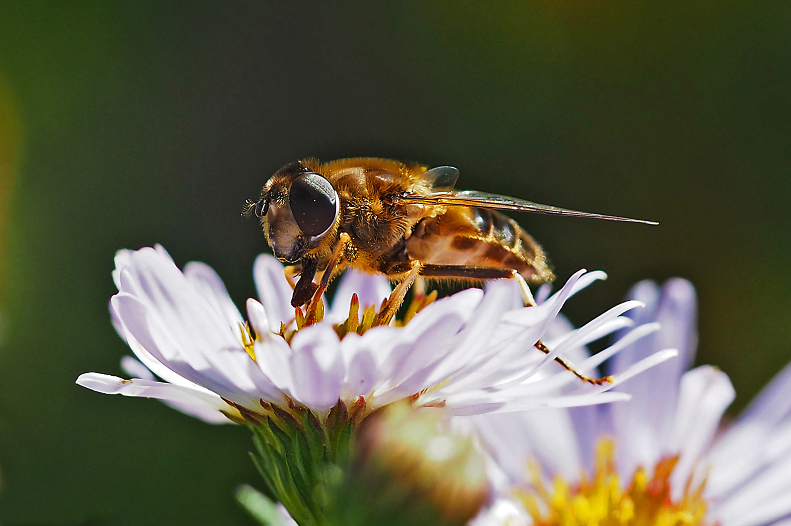 Hoverfly Pollinating by Mike Stanley
