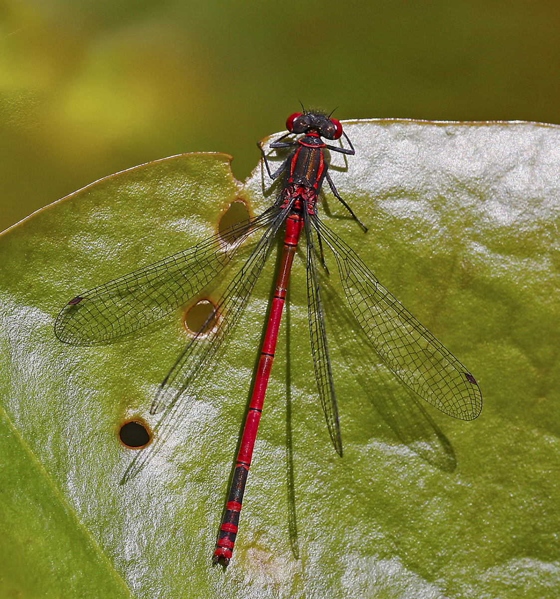 Large Red Male Damselfly Sunning by Mike Stanley
