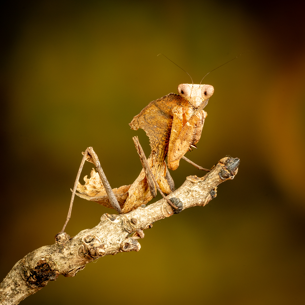 Ghost Leaf Mantis by Daryl Giles