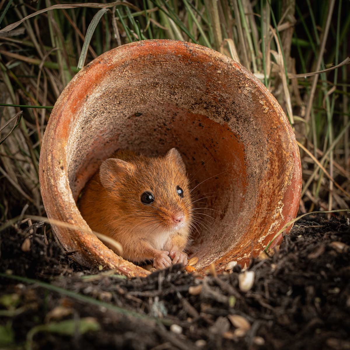 Sheltering by Daryl Giles