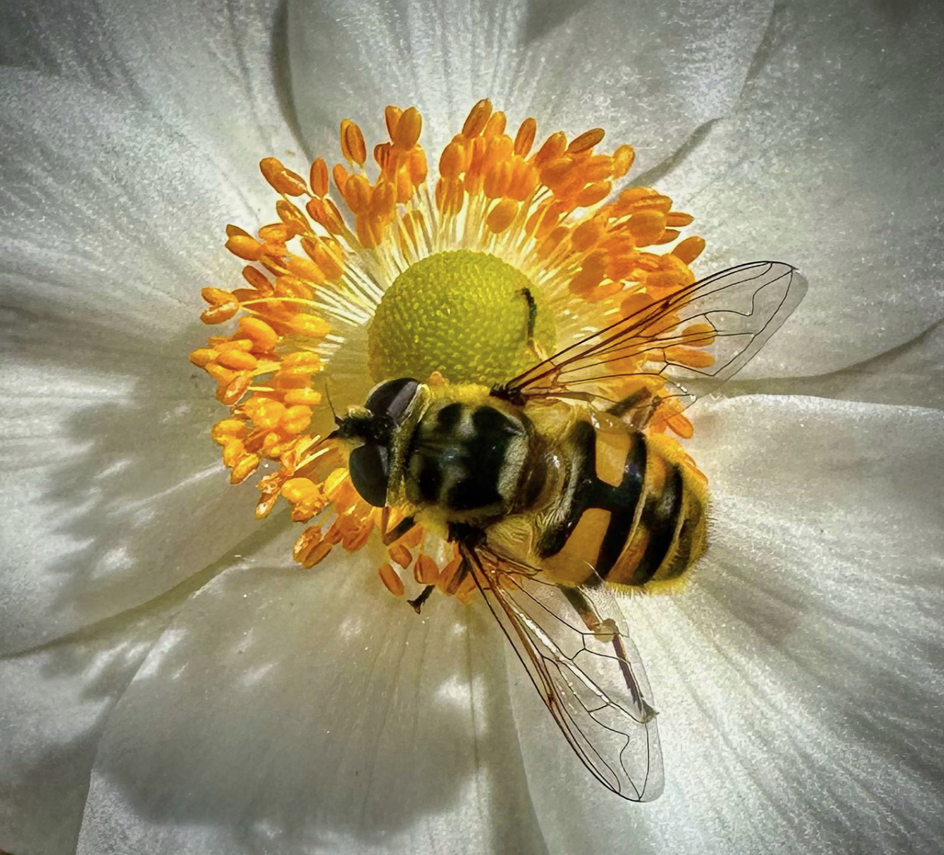 Batman Hoverfly On Anemone by Peter Flegg