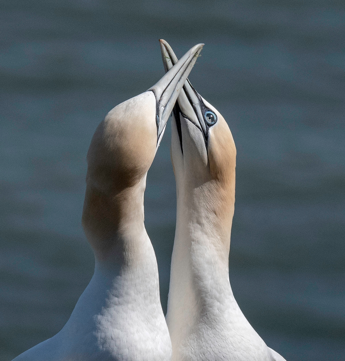 Gannets Pairing by Anthony Hull