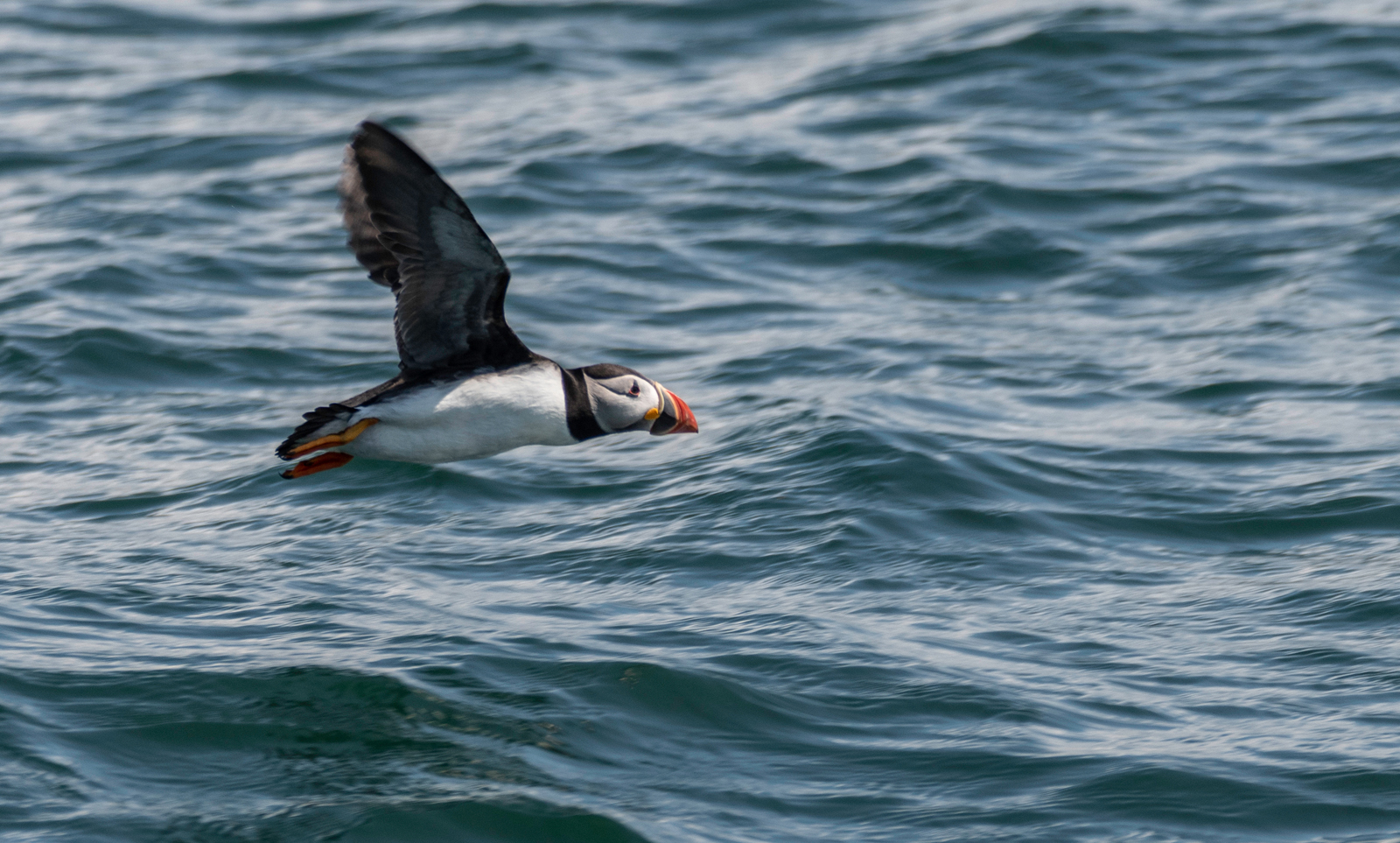 Puffin In Flight by Anthony Hull