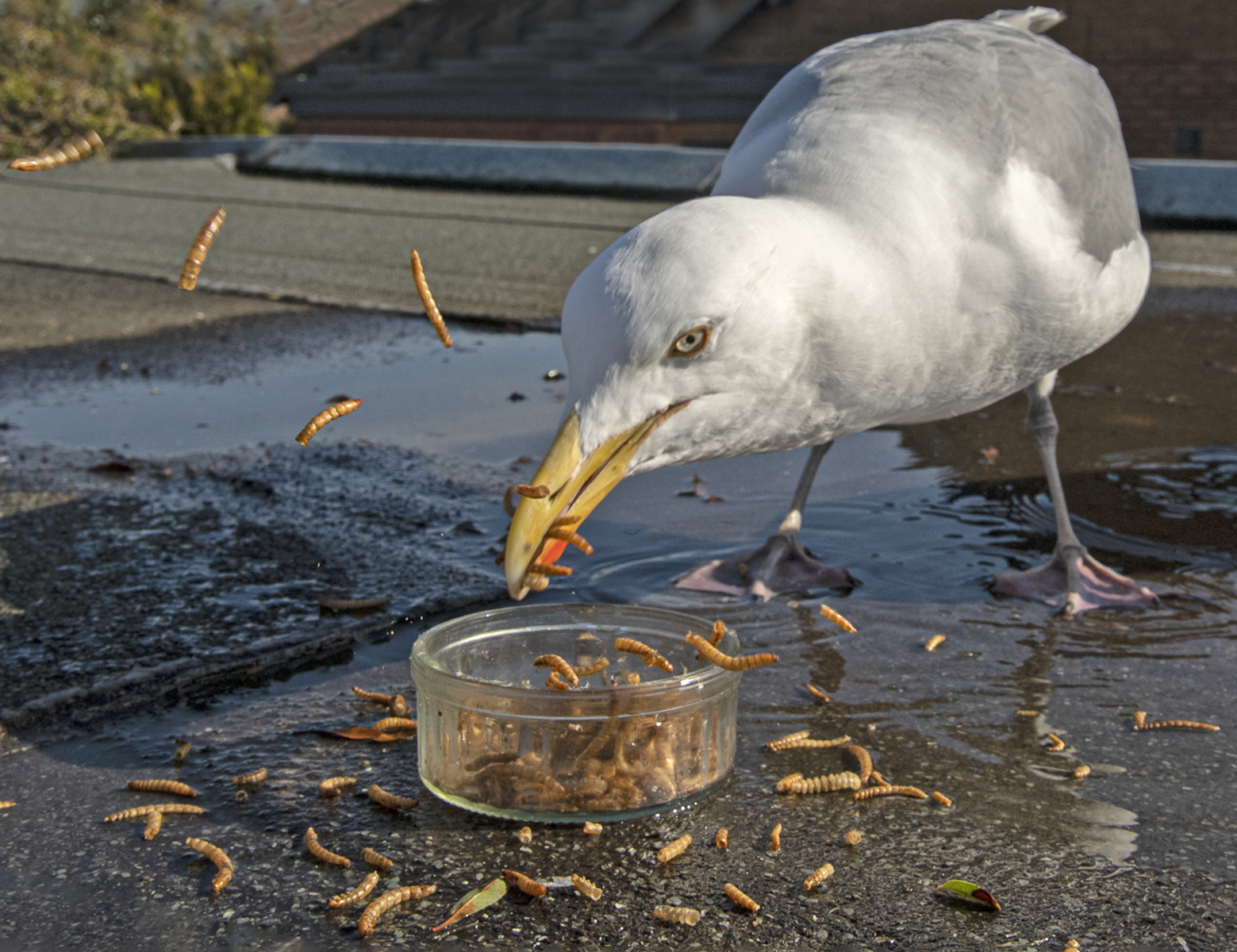 Lovely Grub by Brian Clark