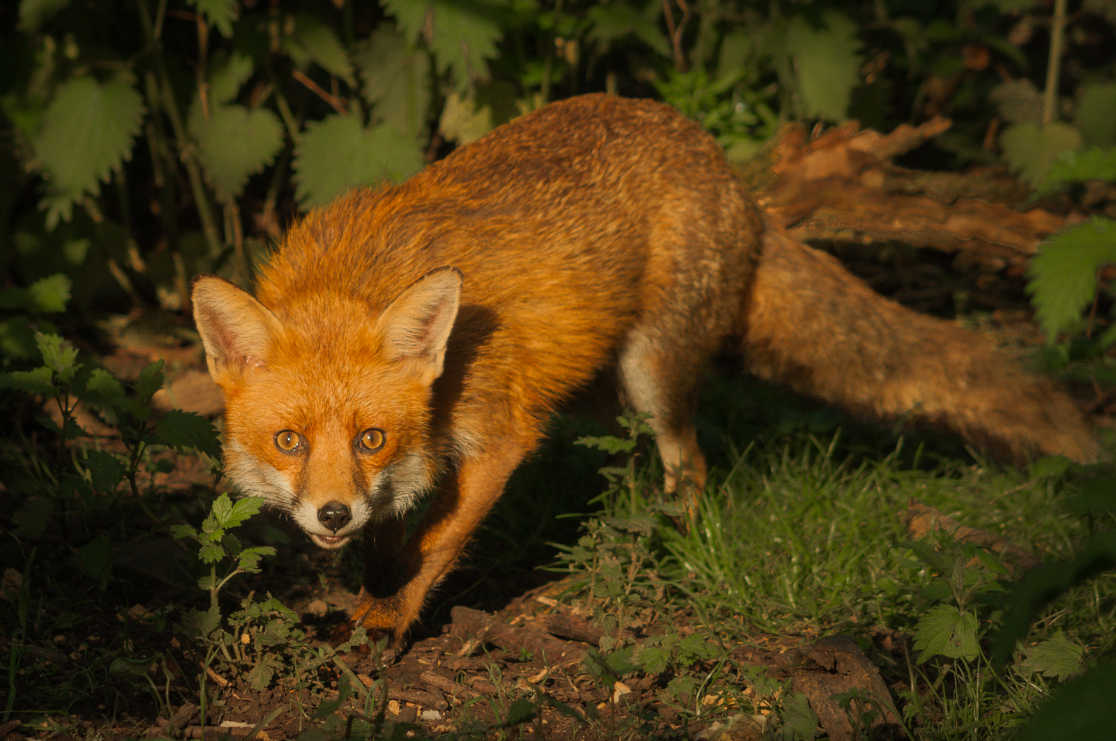Surprise Encounter by Mary Kirkby