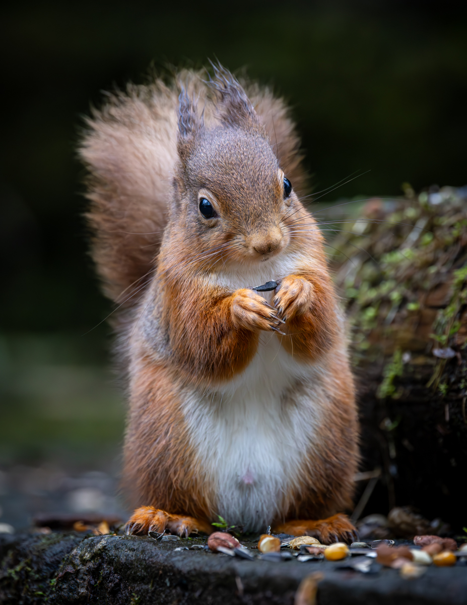 Red Squirrel by Peter Darby