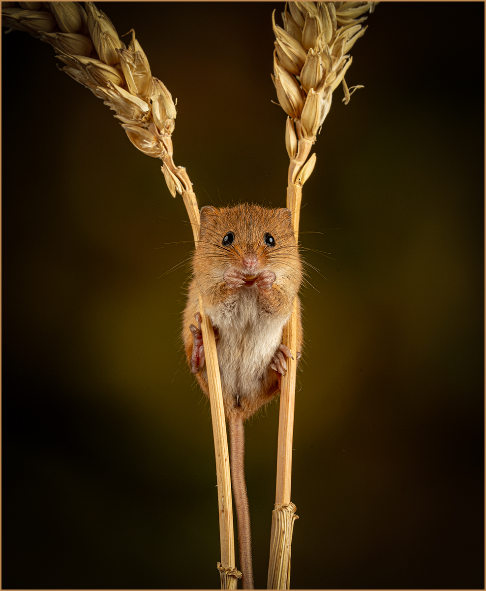 Balancing by Sheila Giles
