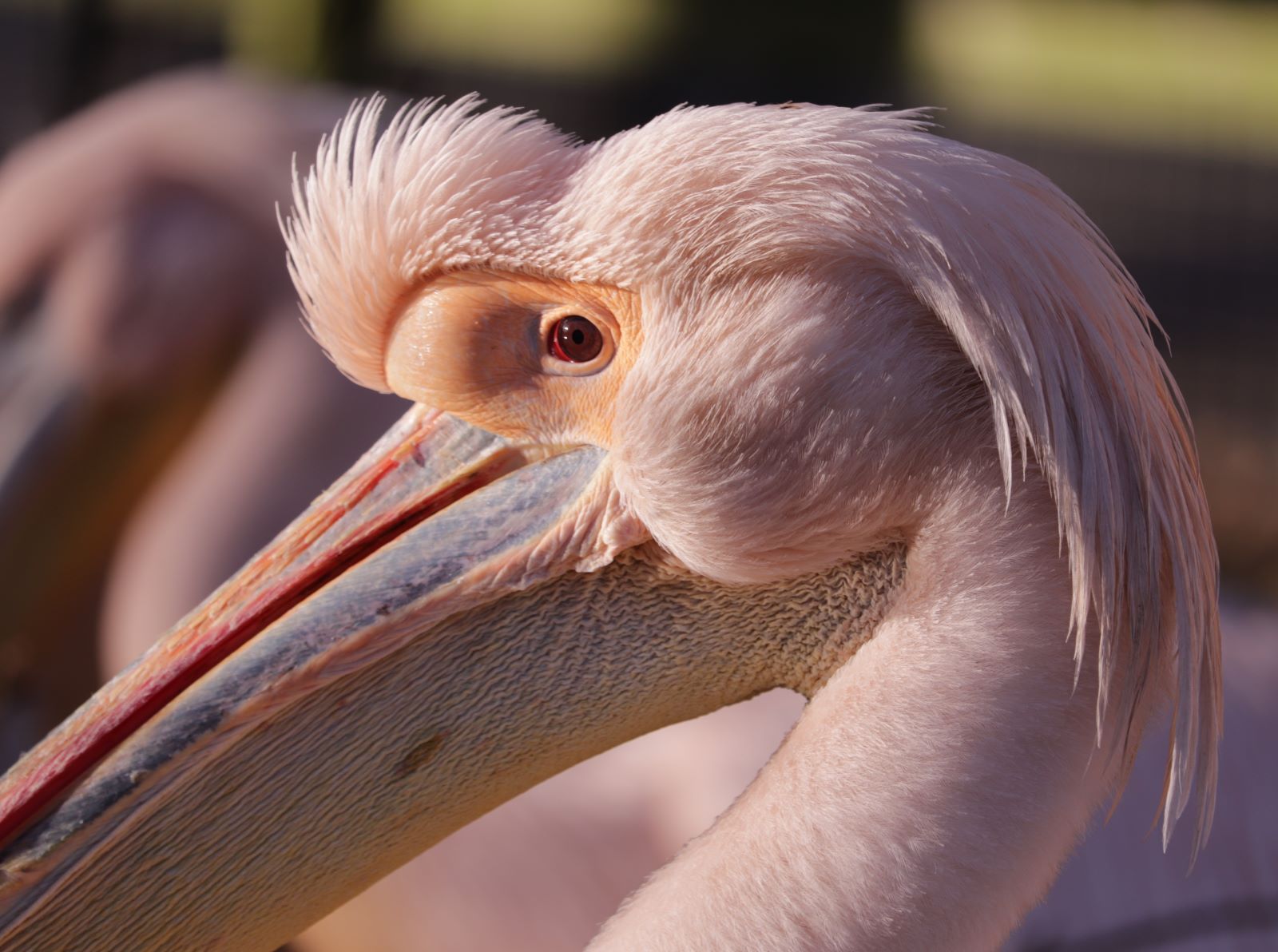 Pelican Plumage by Janet Parker