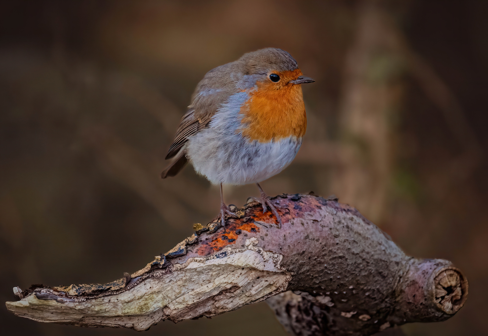 Robin