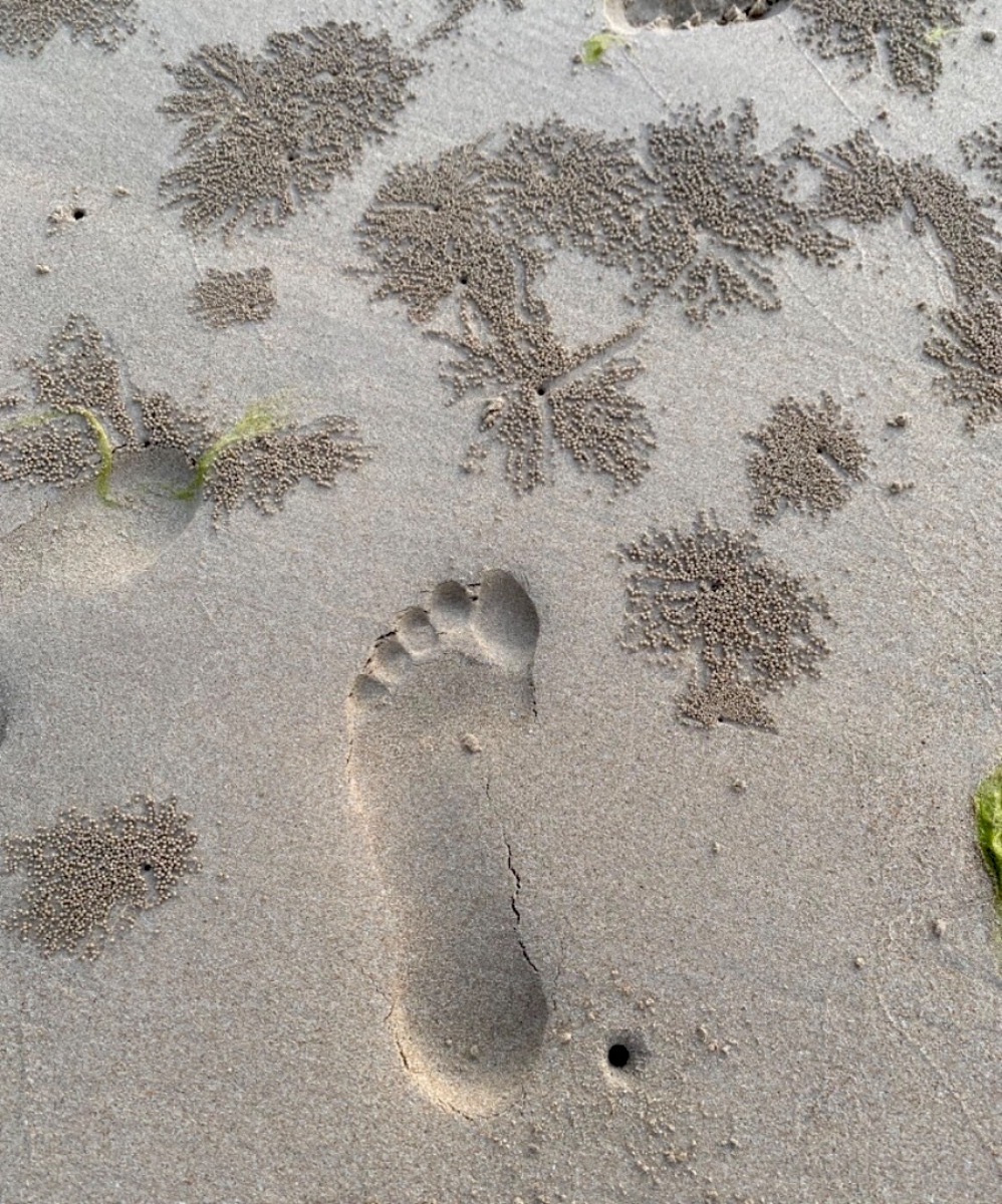 Stepping Into The World Of The Sand Bubbler Crab by Anne Young