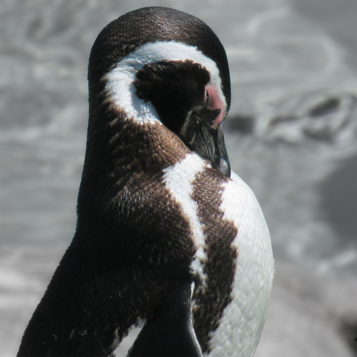 Peeping Penguin by John Scott