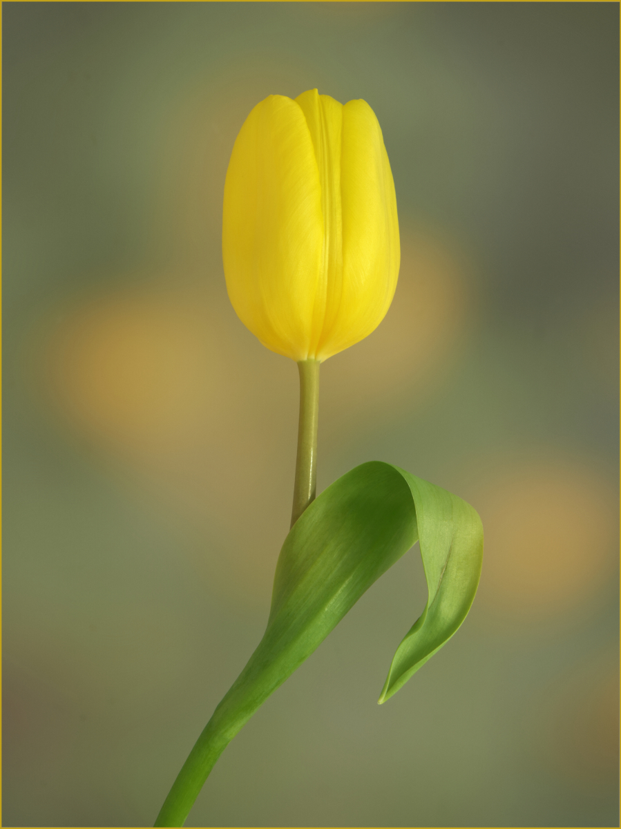 Elegance by Joy Swarbrick