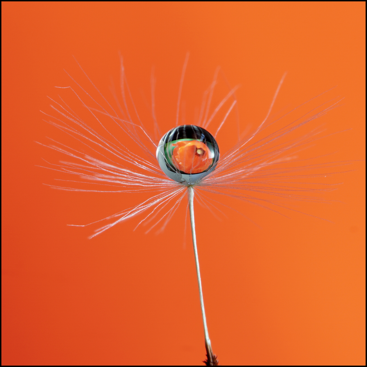 Refraction by Joy Swarbrick