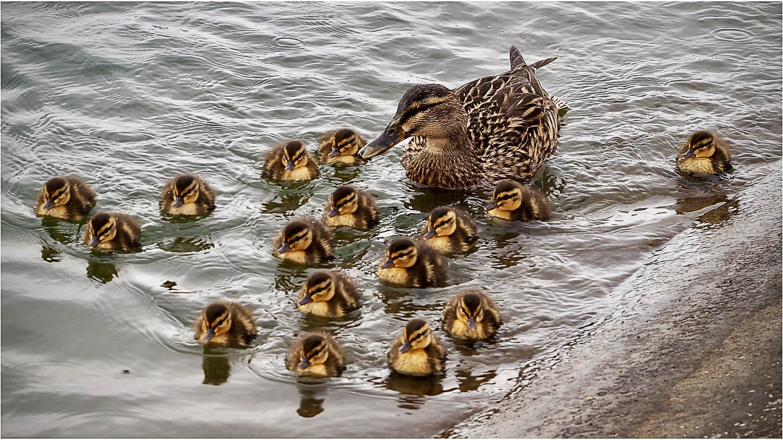 Raft Of Ducklings by Eric Craven