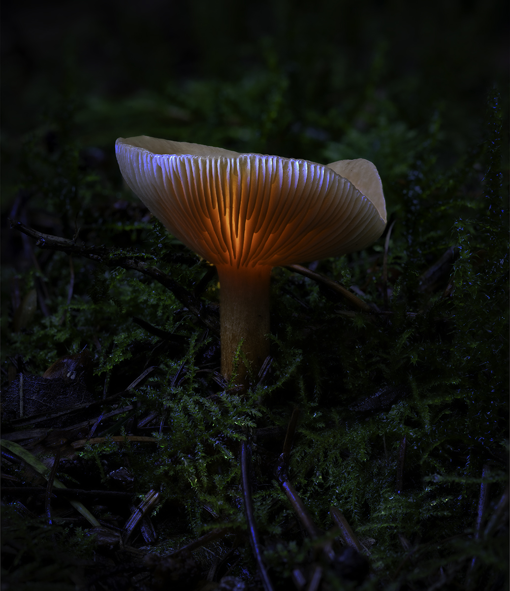 Glowing Mushroom by Keith Orr
