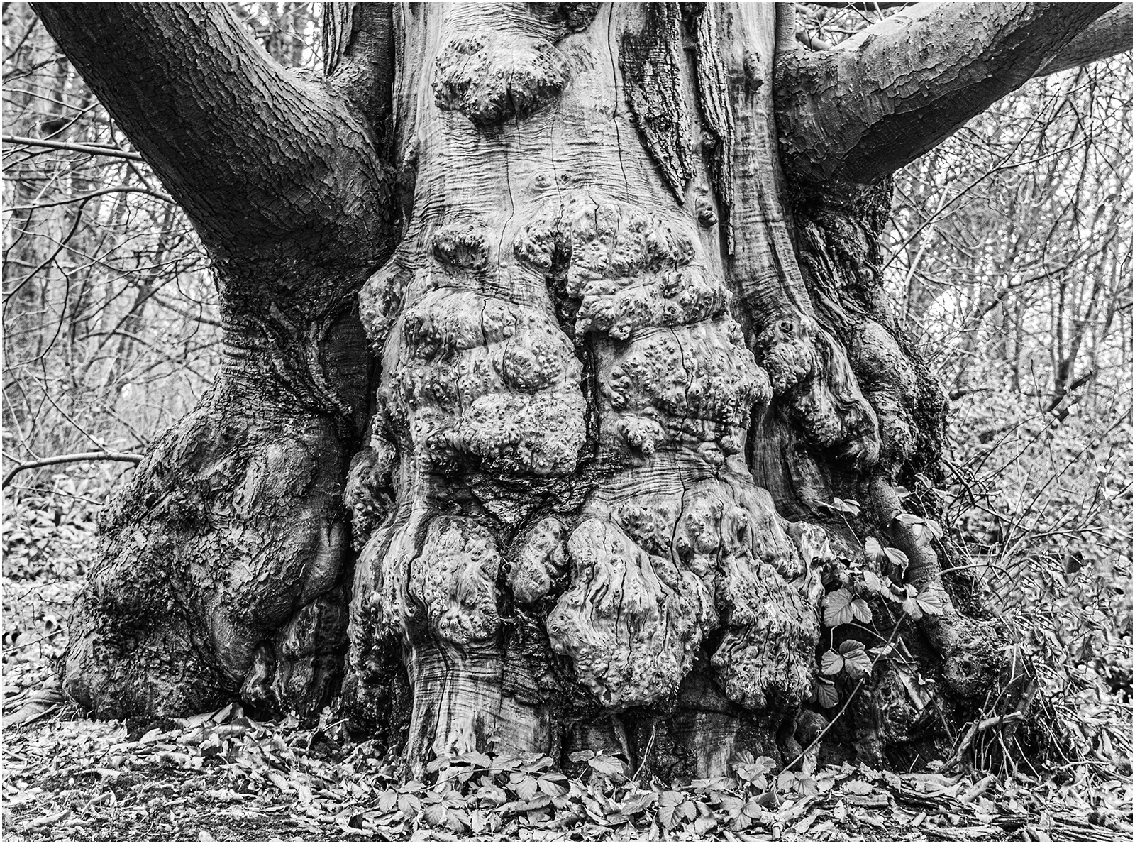 Lytham Hall Tree by John Walmsley