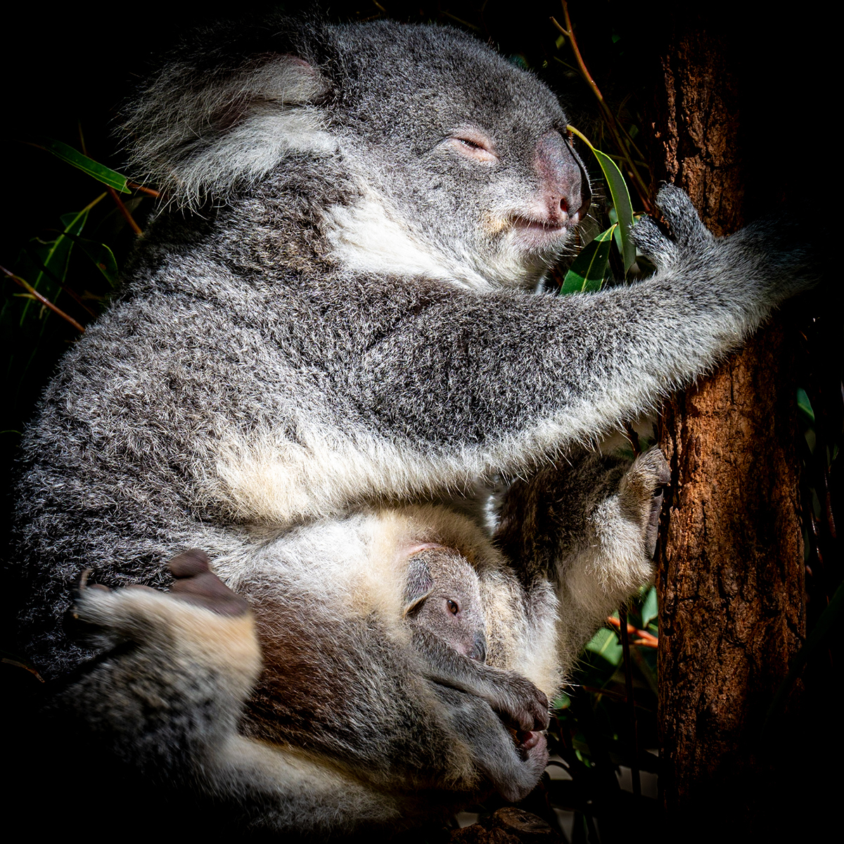 Emerging Joey by Brian Cackett