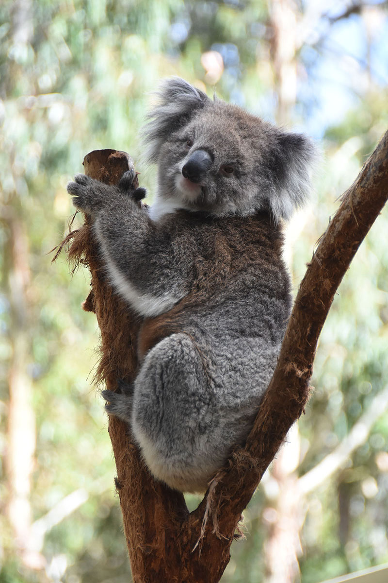 Koala Bear by Roger Oldroyd