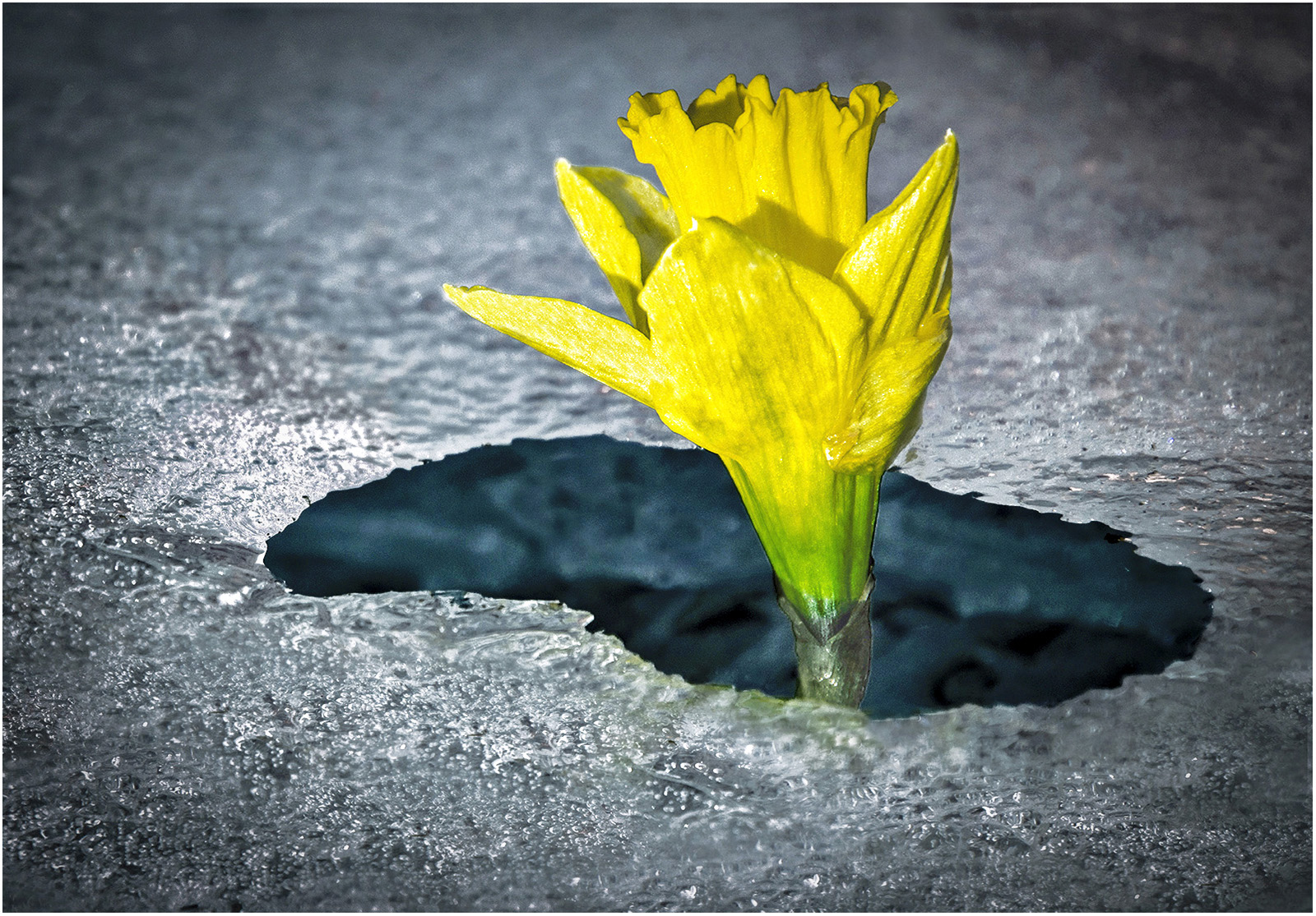 Promise Of Spring by Peter Parnell