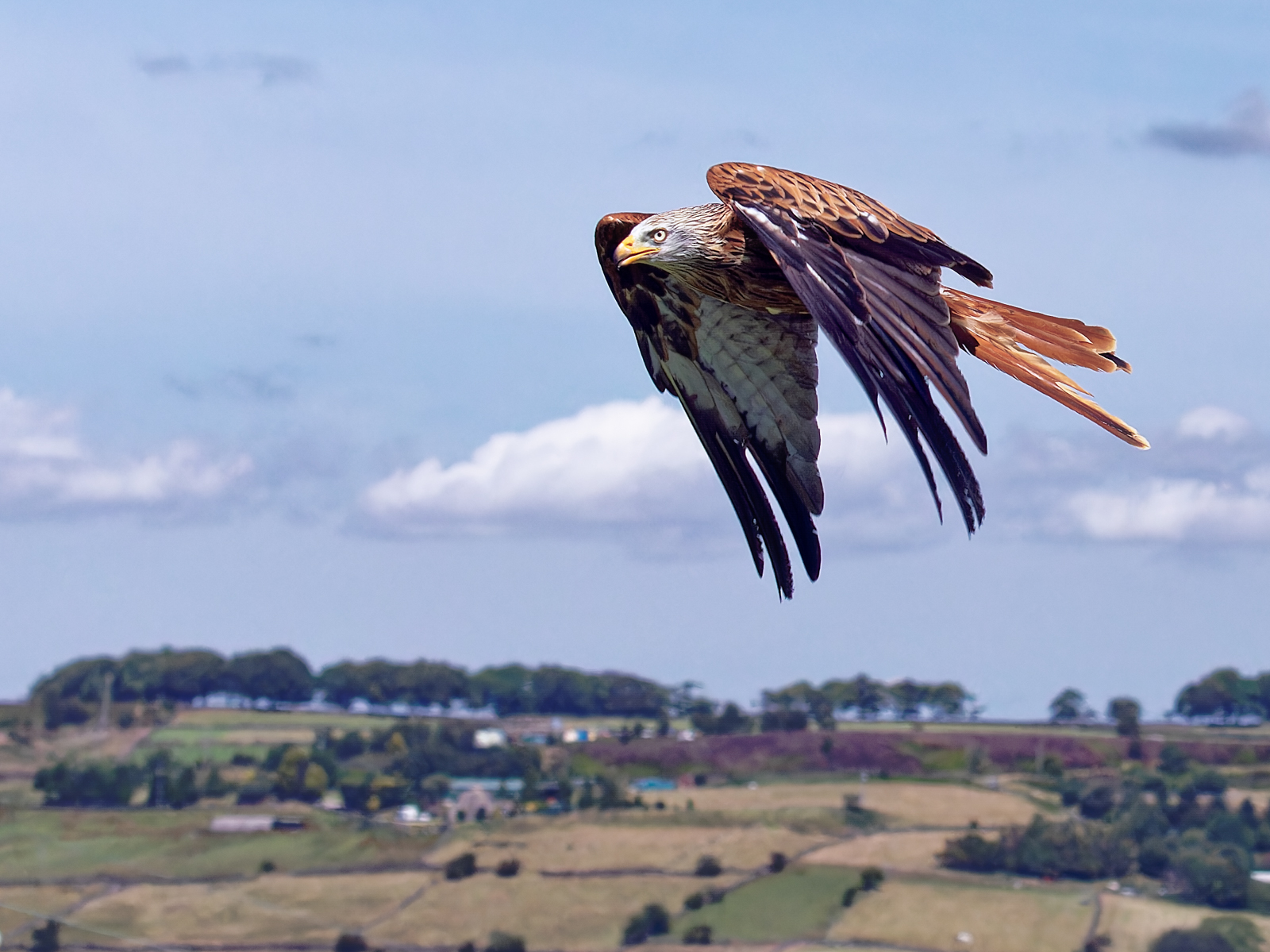 Red Kite by Mike Halstead