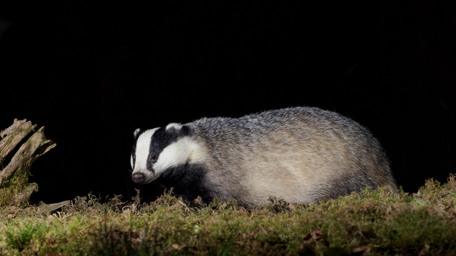 Badger By Night by Bill Breckenridge