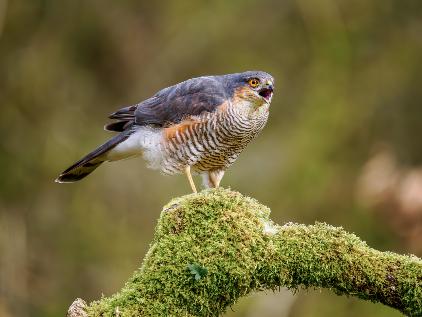 Sparrowhawk Calling by Bill Breckenridge