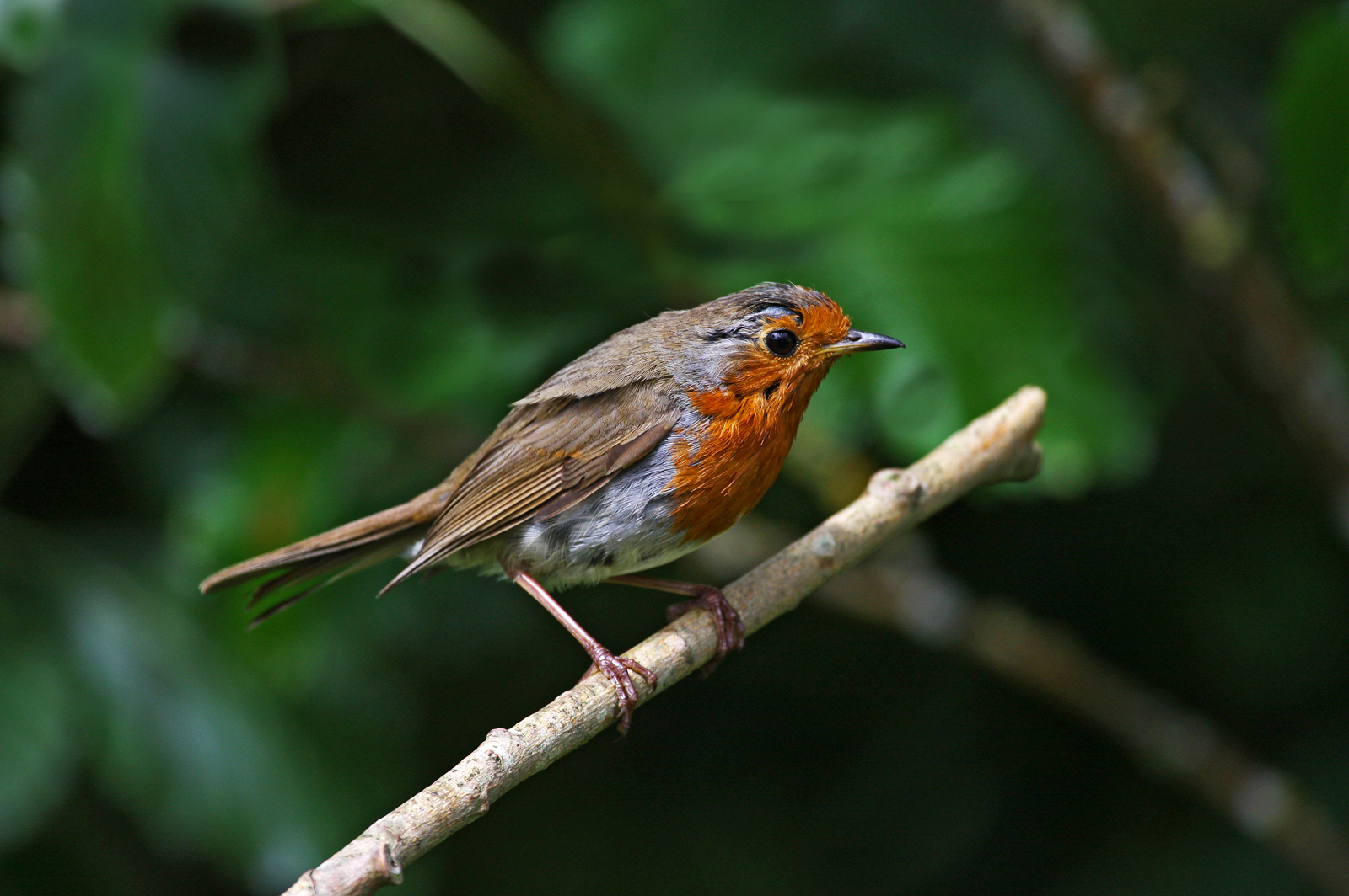 Juvenile Robin by Mike Stanley