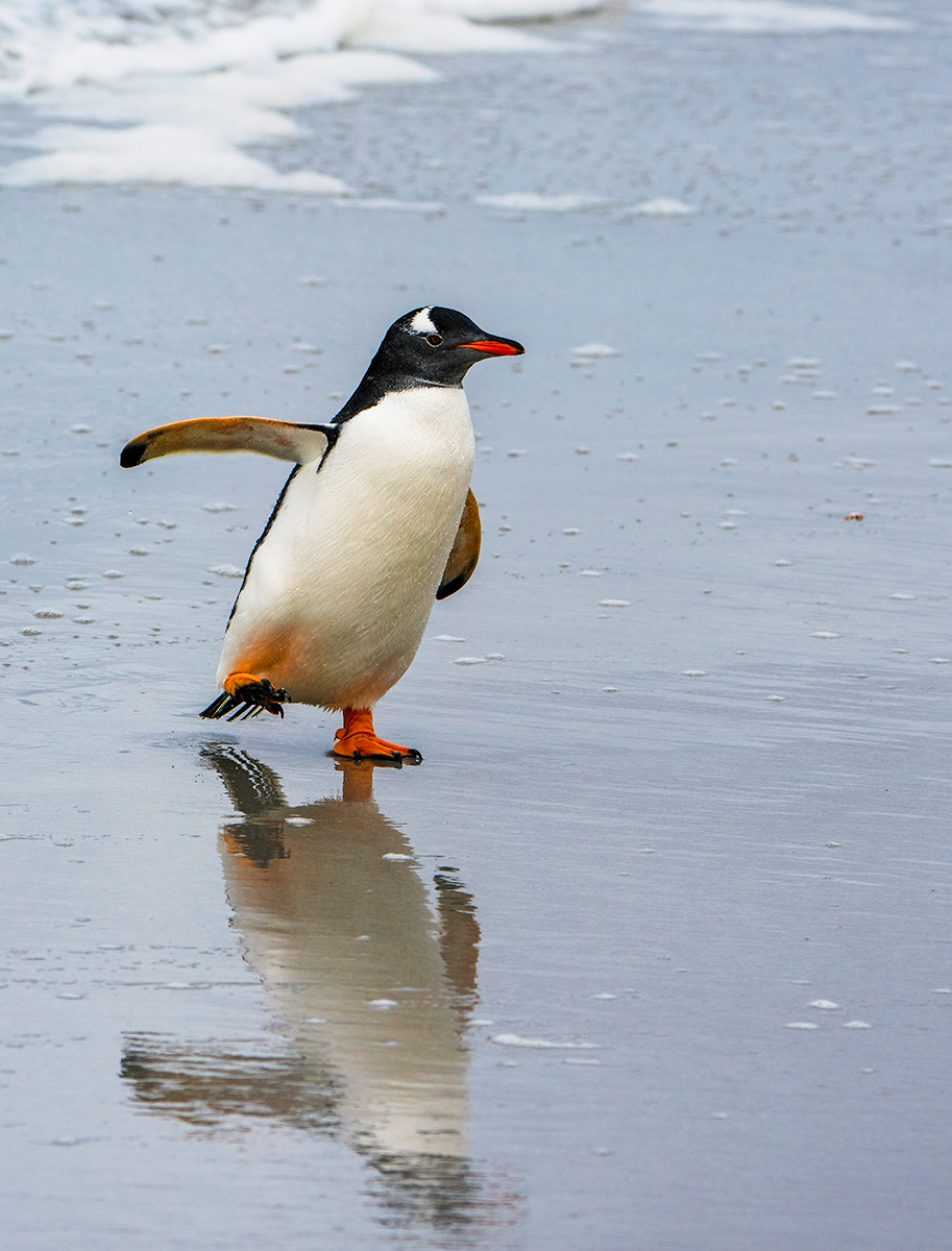 Falklands Gentoo Penguin Back On The Beach by Margaret Keane