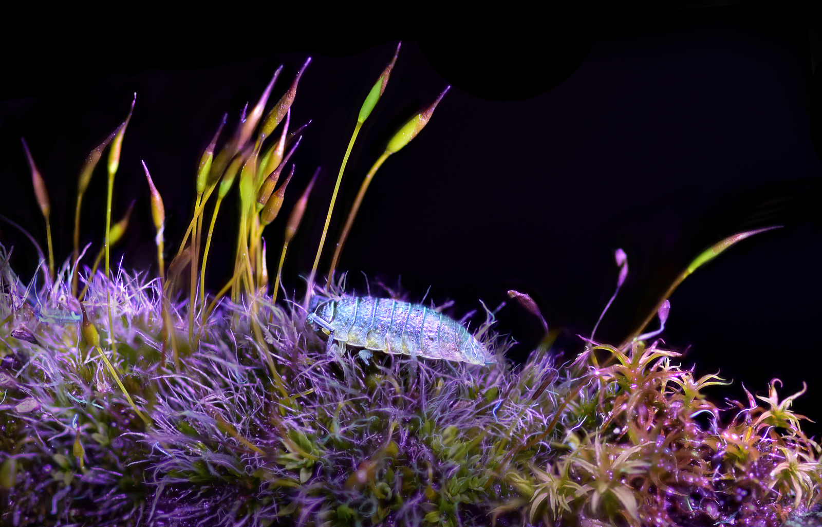 Wood Louse In Moss Under UV Light by Peter Flegg
