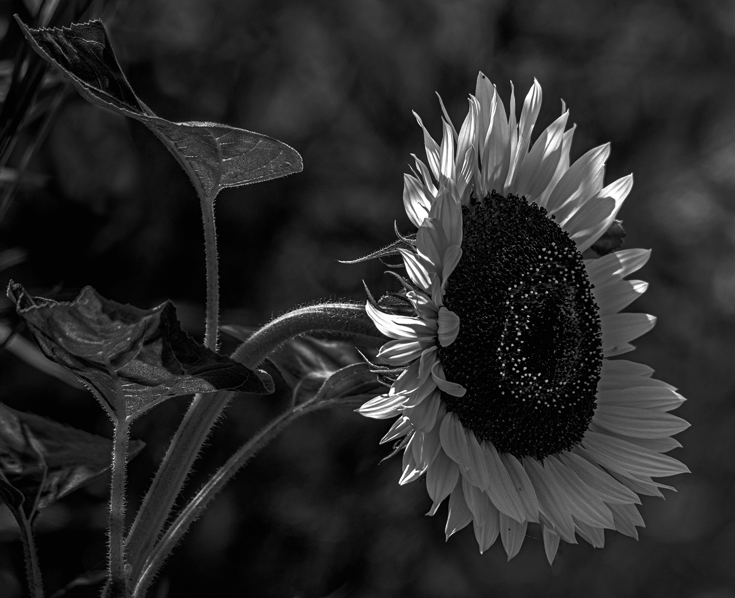 Sunflower by Anthony Hull