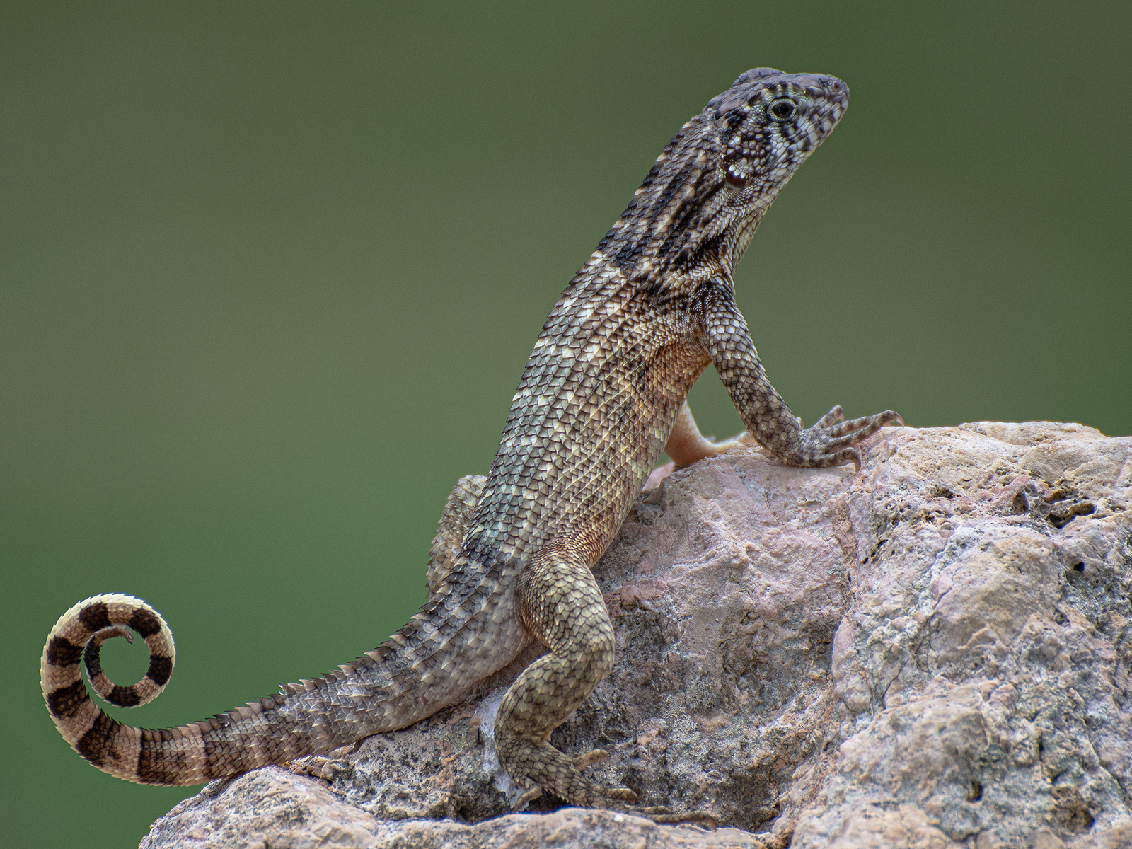 Cuban Curly Tailed Lizard by Tim Amphlett